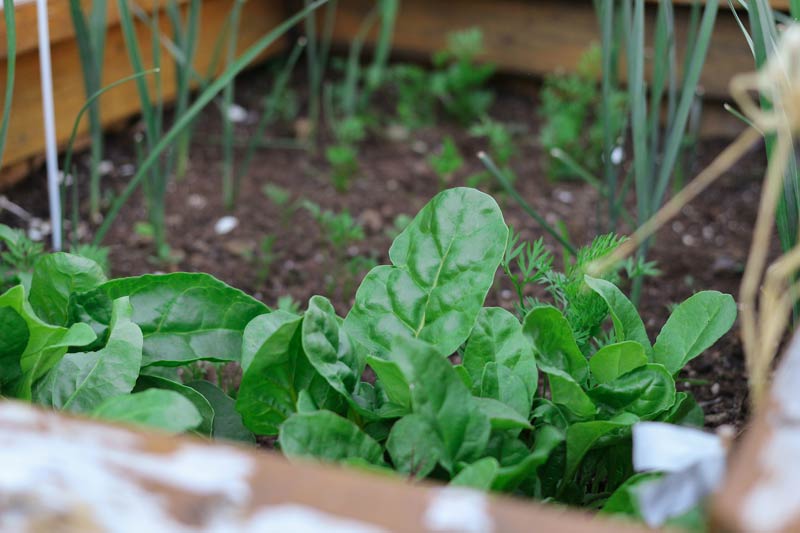 lettuce-growing-in-garden-800.jpg