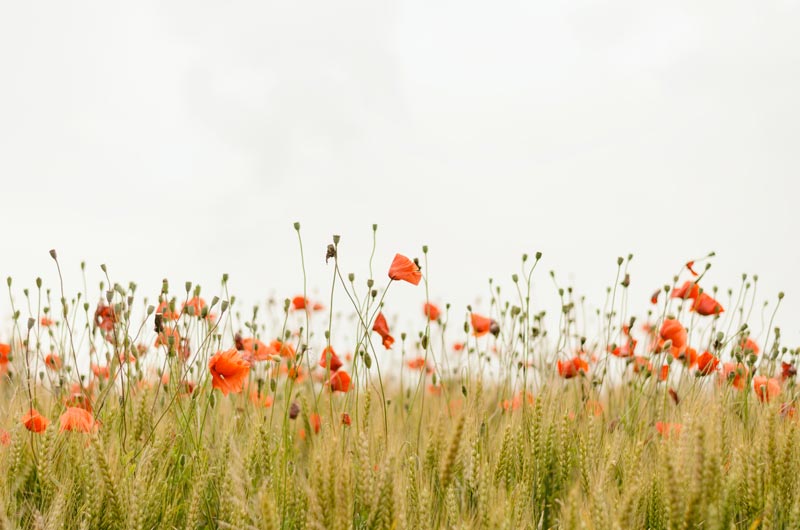 little-orange-flowers-field-800.jpg
