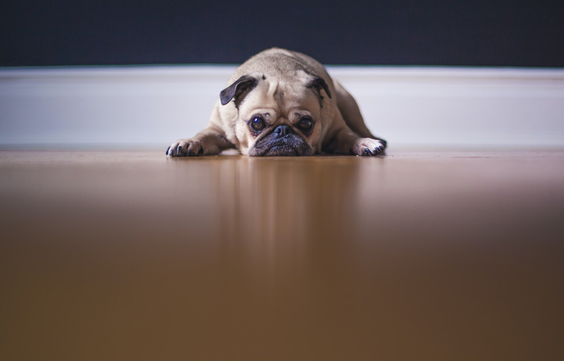 pug-puppy-laying-on-wood-floor-800.jpg